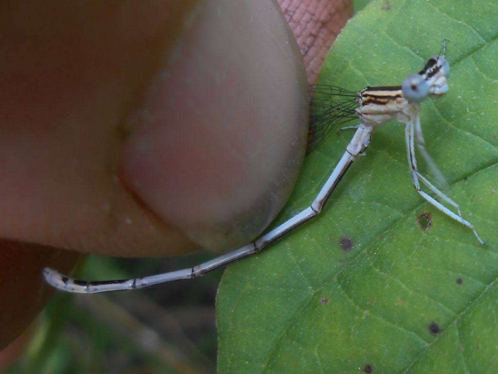 Platycnemis latipes nuova per l''Italia!!!